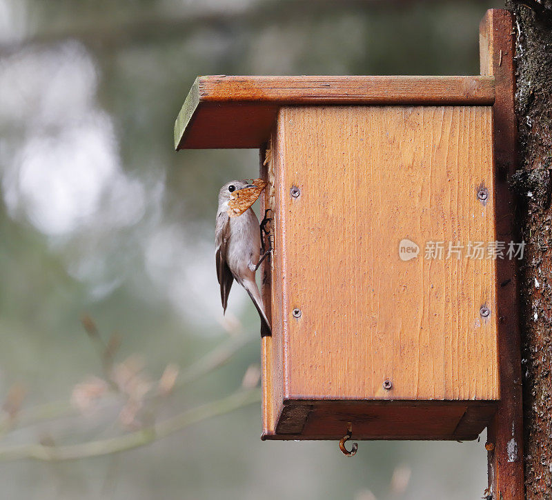 花衣捕蝇鸟(Ficedula hypoleuca)雌鸟